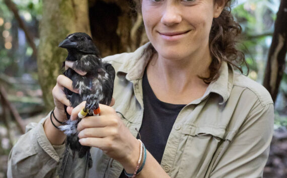 (Photo provided)
Kaeli Swift holds a corvid.