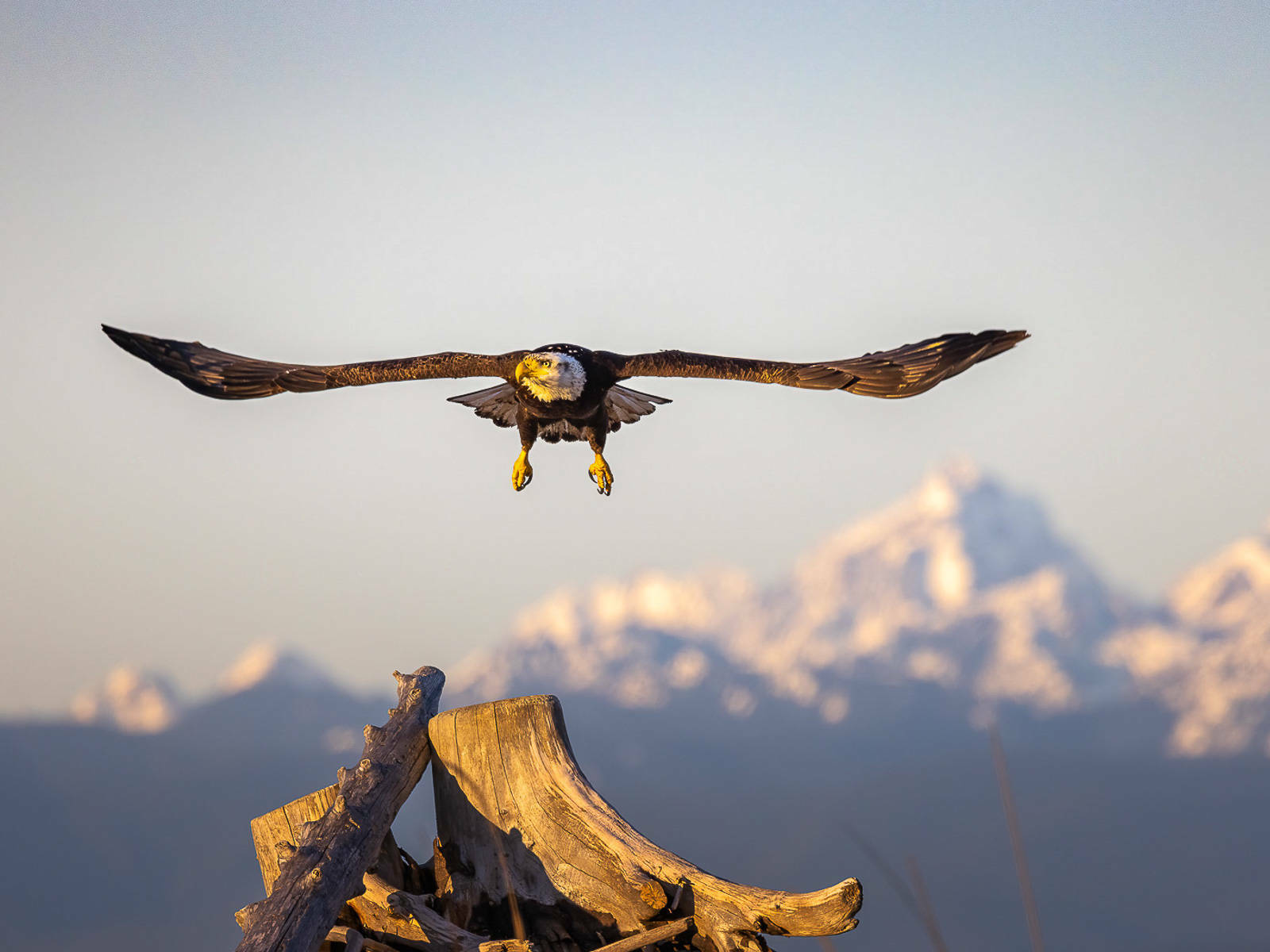 Photo provided
Bald eagles have increased in numbers on Whidbey Island.