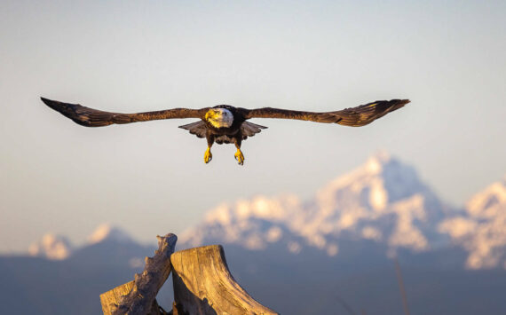 Bald eagles have increased in numbers on Whidbey Island. (Photo provided)