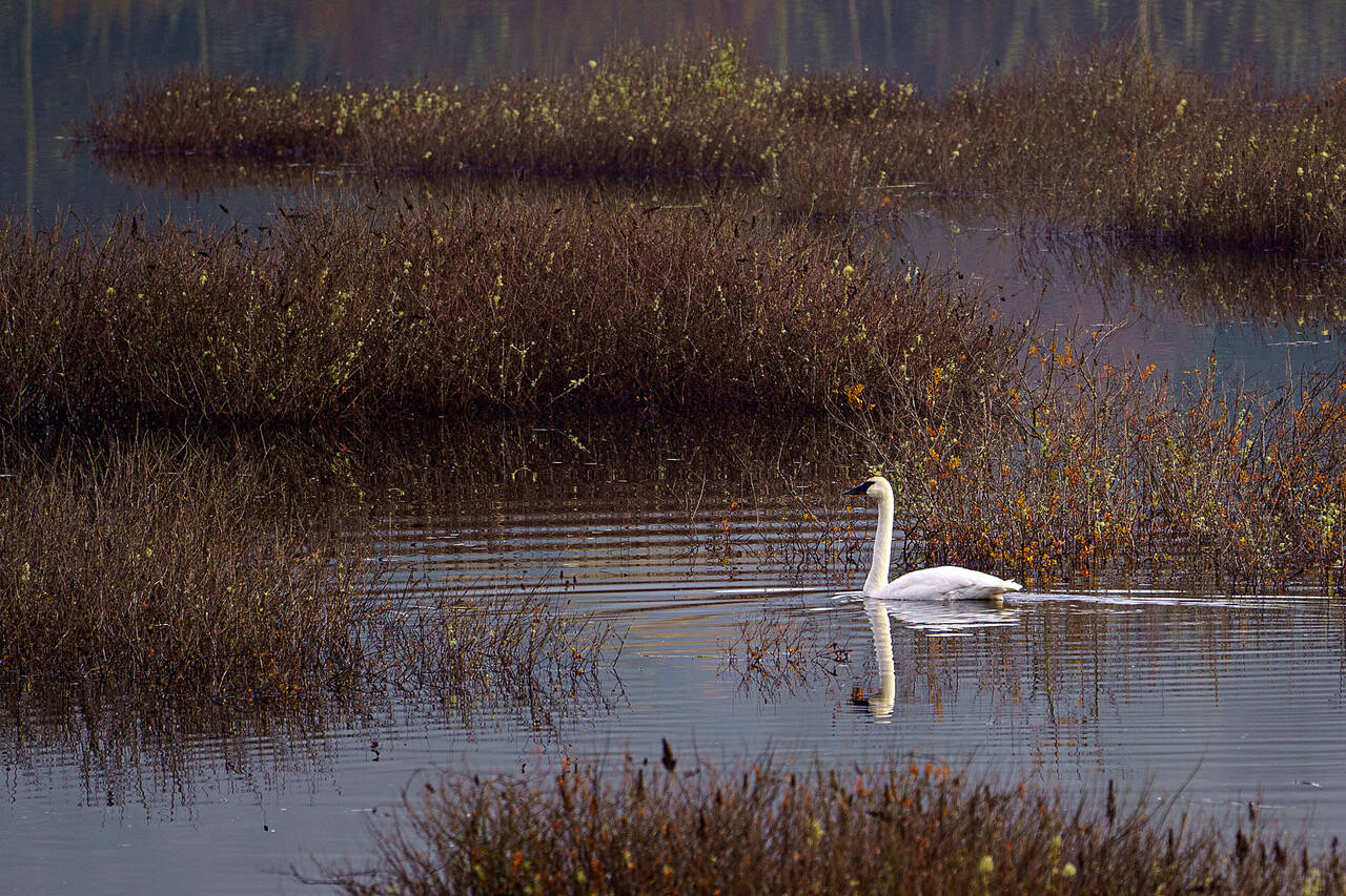 (Photo by David Welton)
A lone male trumpeter swan has been hanging out at the Cultus Bay wetland on South Whidbey.