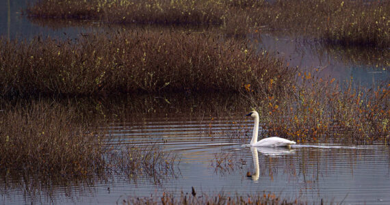 Photo by David Welton
A lone male trumpeter swan has been hanging out at the Cultus Bay wetland on South Whidbey.