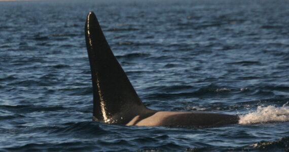 Photo by Howard Garrett/Orca Network