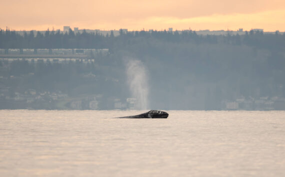 Photo by Serena Tierra
Little Patch, a North Puget Sound gray whale, arrived earlier than the rest.