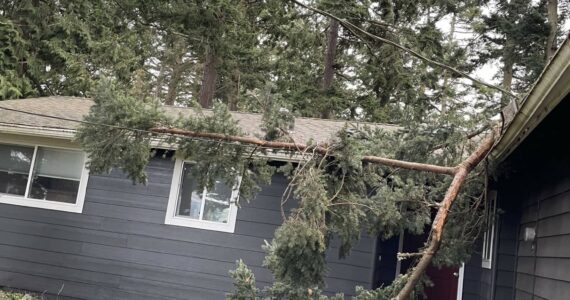 Photo by Laura Hill
Strong winds sent a tree limb through a powerline and onto the roof of an Oak Harbor home Saturday.