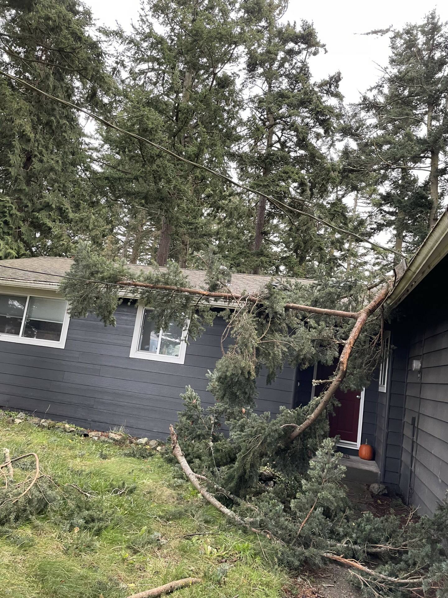 Photo by Laura Hill
Strong winds sent a tree limb through a powerline and onto the roof of an Oak Harbor home Saturday.