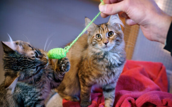 (Photo by David Welton)
Kittens hunt a catnip mouse.