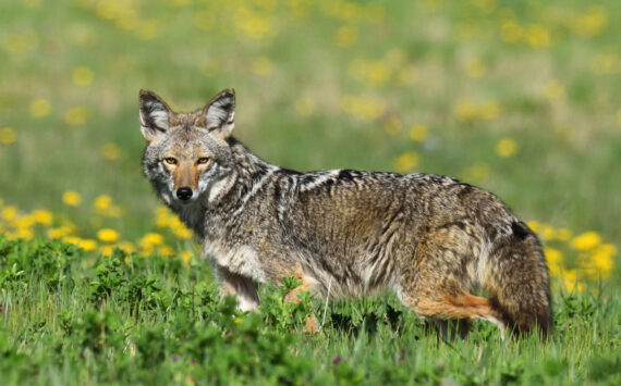 Photo by Jennifer Holmes
Wildlife photographer Jennifer Holmes captured this image of a coyote in Coupeville.